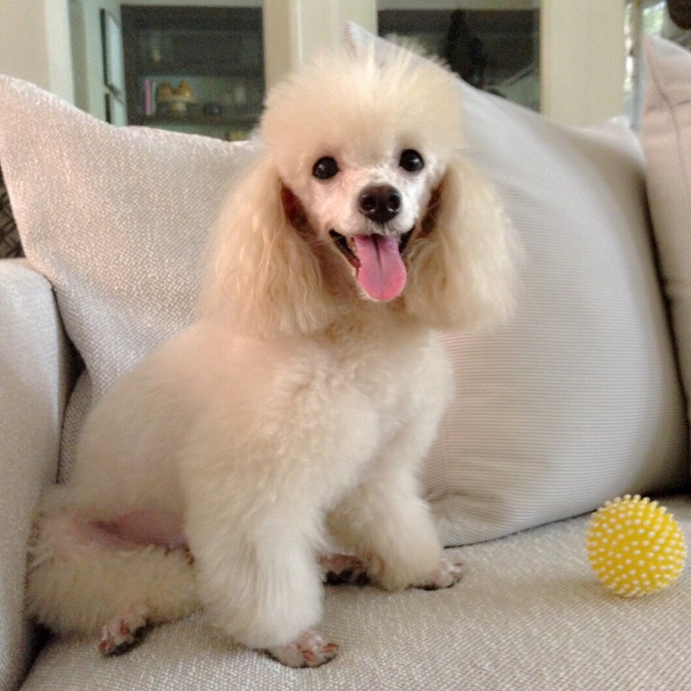 Meet your Posher, Nina